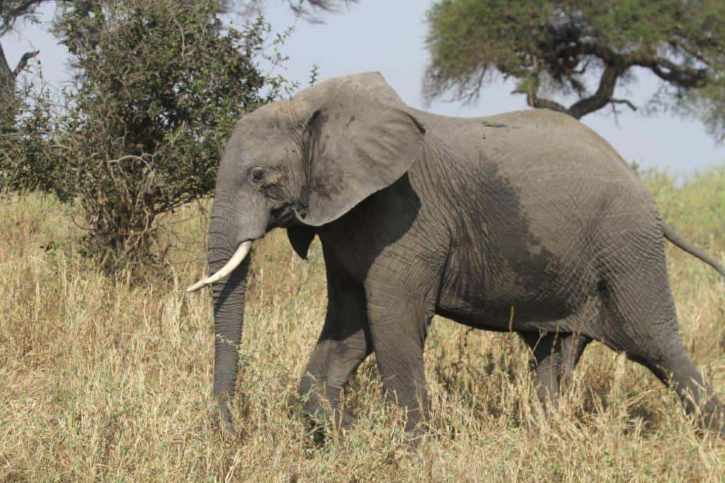 Elephant at Tarangire National Park