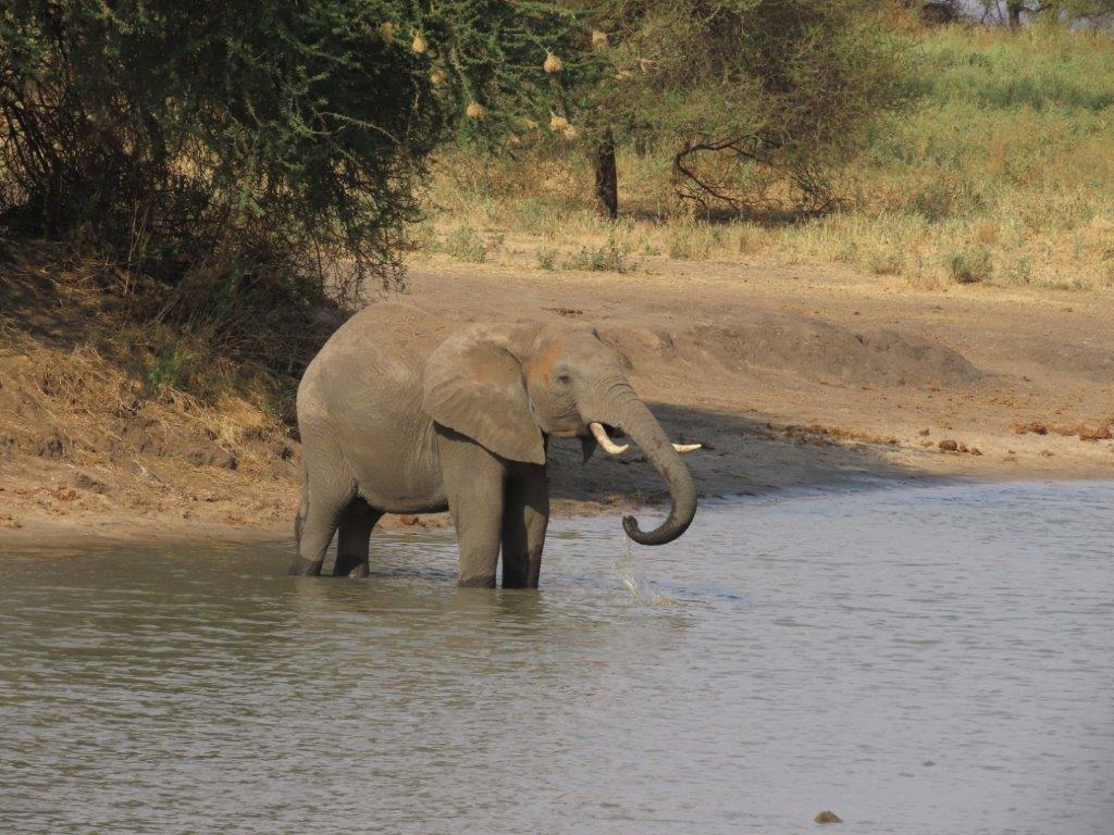 Elephant drinking at the river
