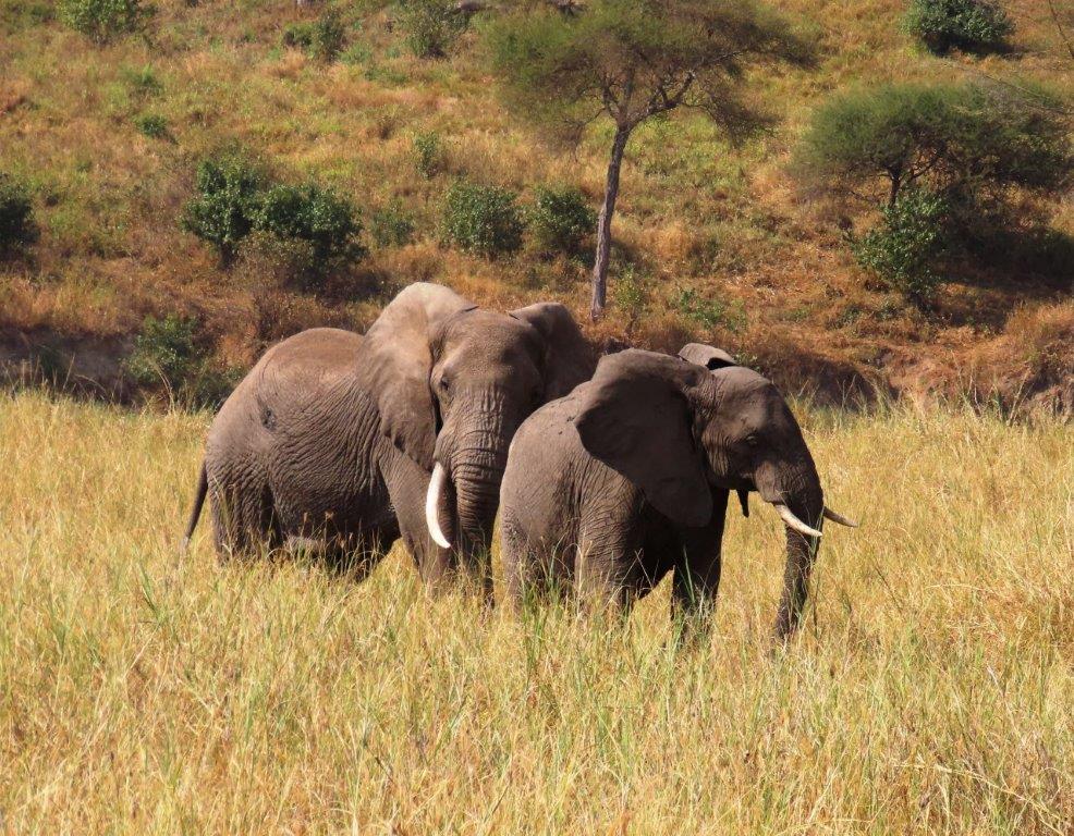 Elephants snuggling at Tarangire National Park