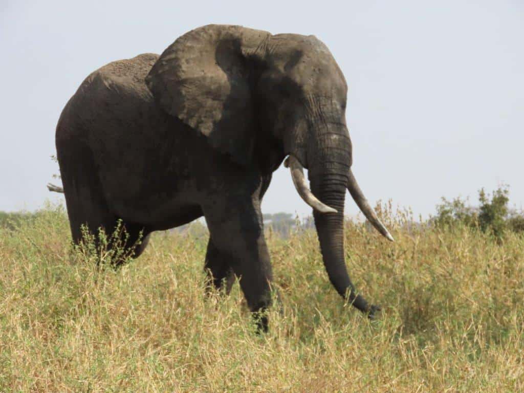 Massive elephant at Tarangire - one of the largest animals in Tanzania