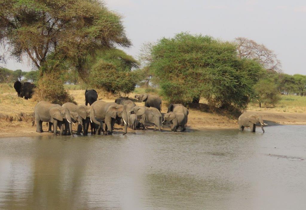 Group of elephants gathering at the river