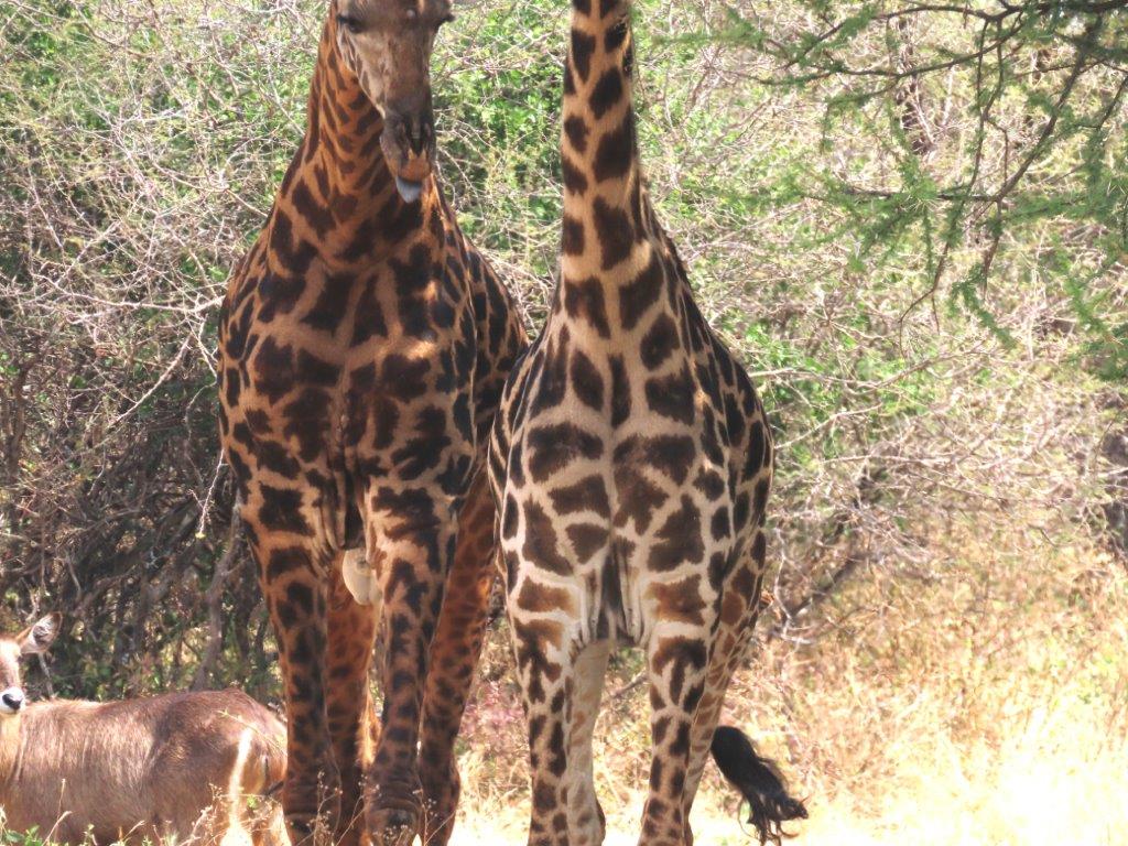 Close up picture of side-by-side giraffes show how different their skin patterns are