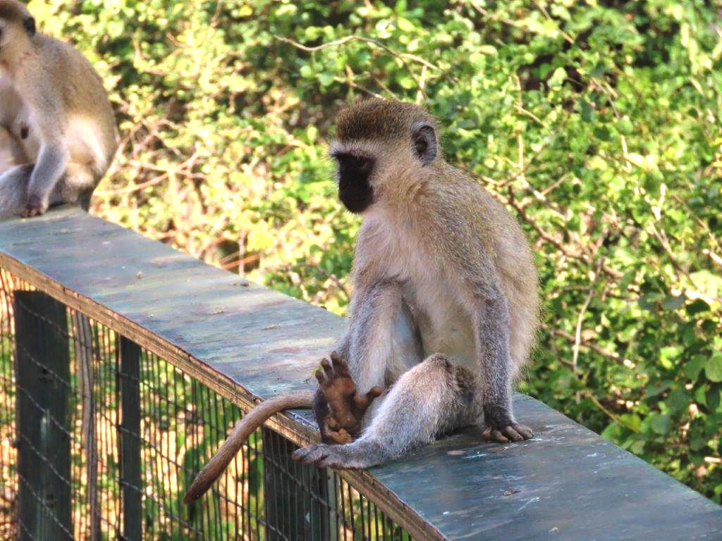 The Velvet Monkey sits on a railing, waiting to steal somebody's lunch!