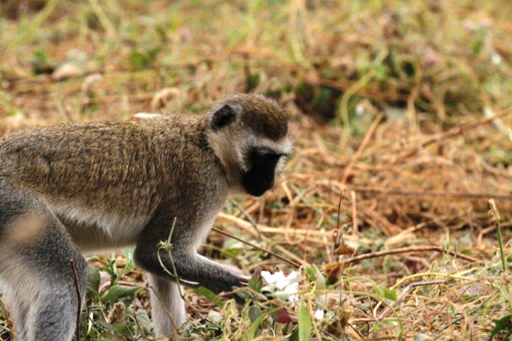 The Velvet Monkey is a mischievous one with his black face.