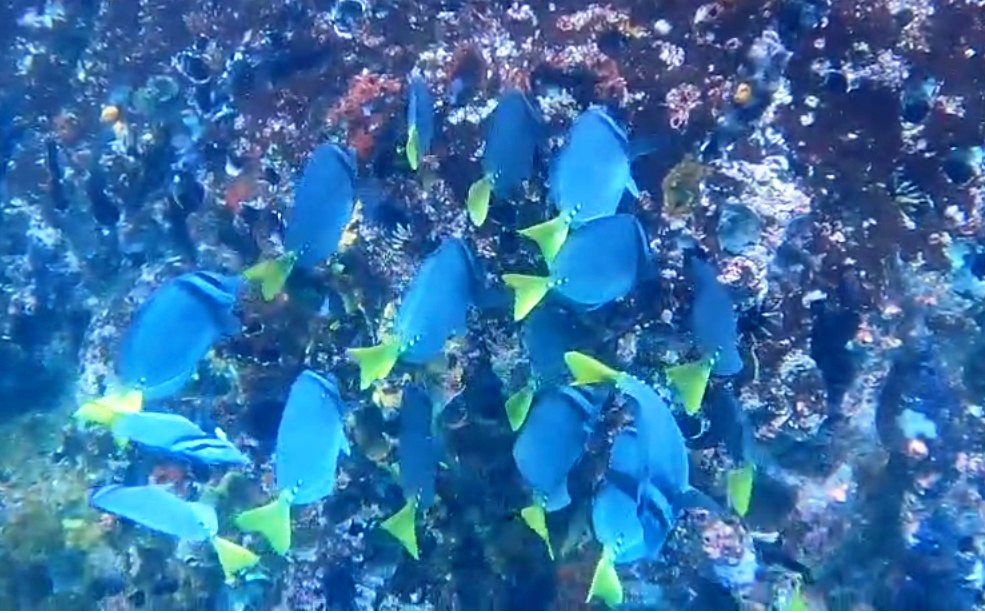 Hundreds of blue fish with yellow tails swim in the water of the Galapagos.