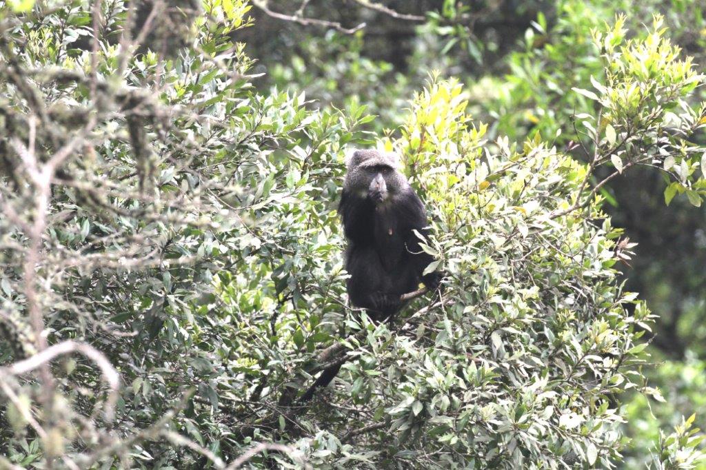 Blue monkey at Arusha National Park