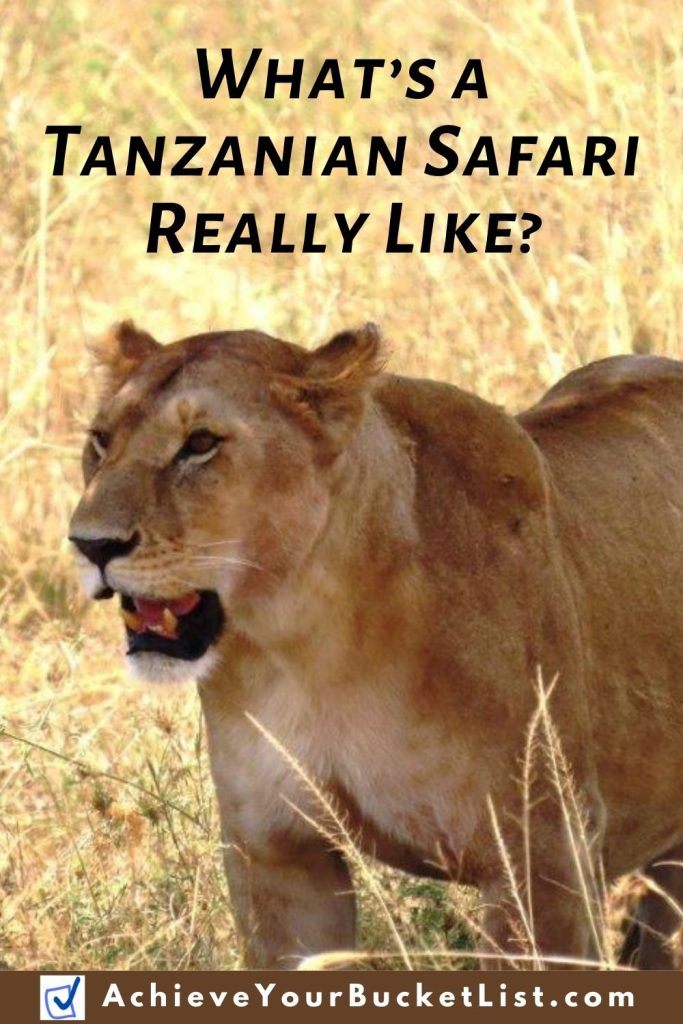 A Pinterest image showing a close up of a lioness with her big teeth bared. The words on this image say "What's A Tanzania Safari Really Like?" and I hope people will pin this blog post to Pinterest.