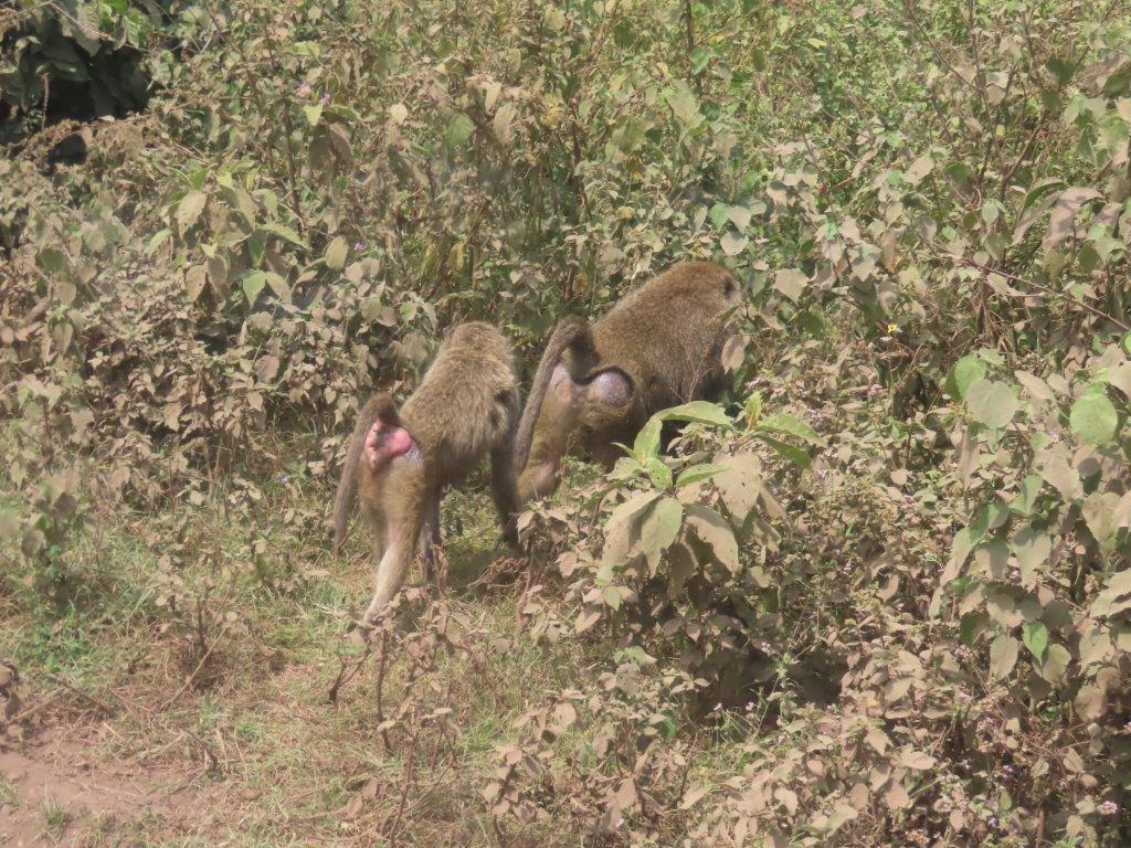 Baboon family at Arusha National Park