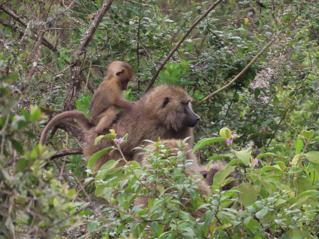 Mama Baboon carrying her baby on her back