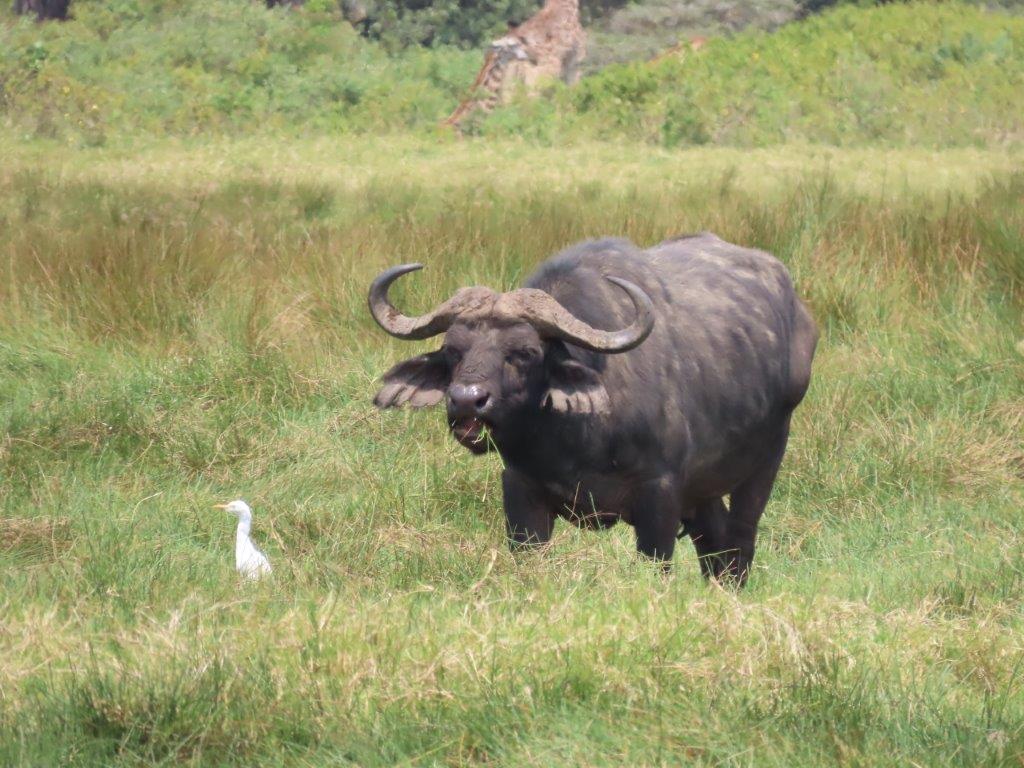 Cape Buffalo in Arusha National Park