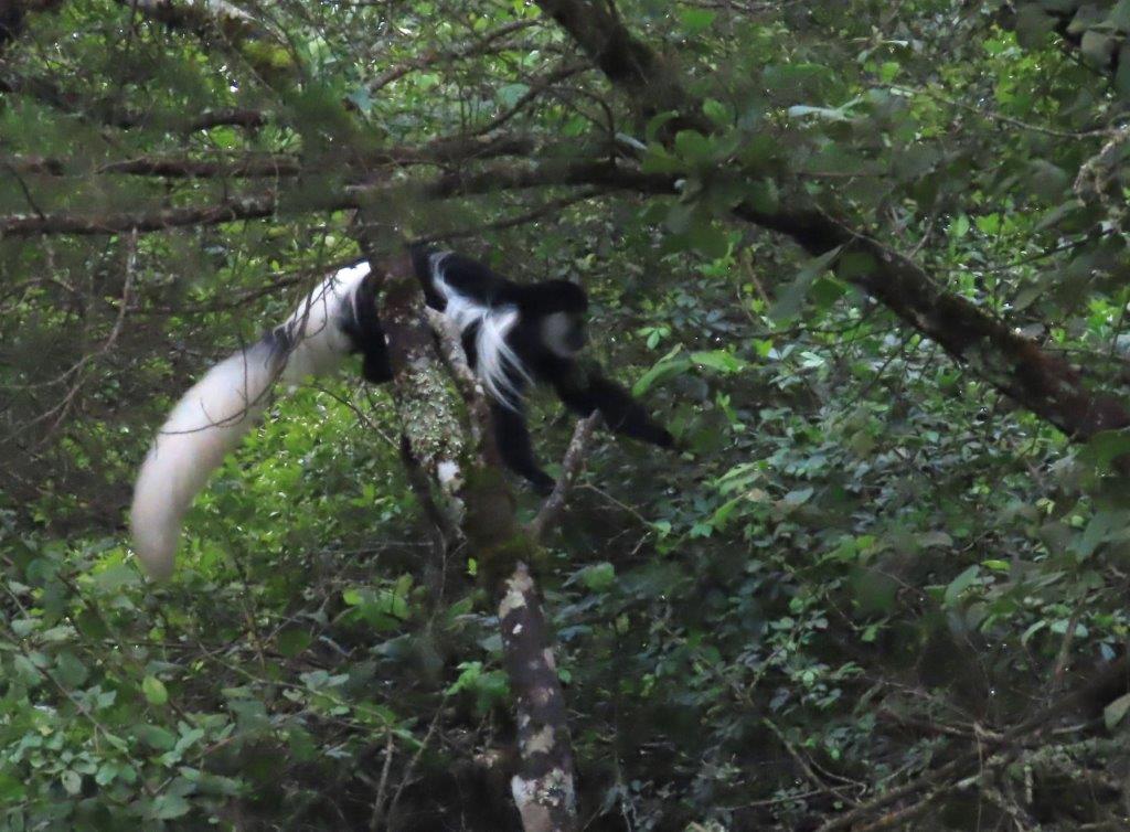 The black-and-white Colobus monkey, swinging in the trees