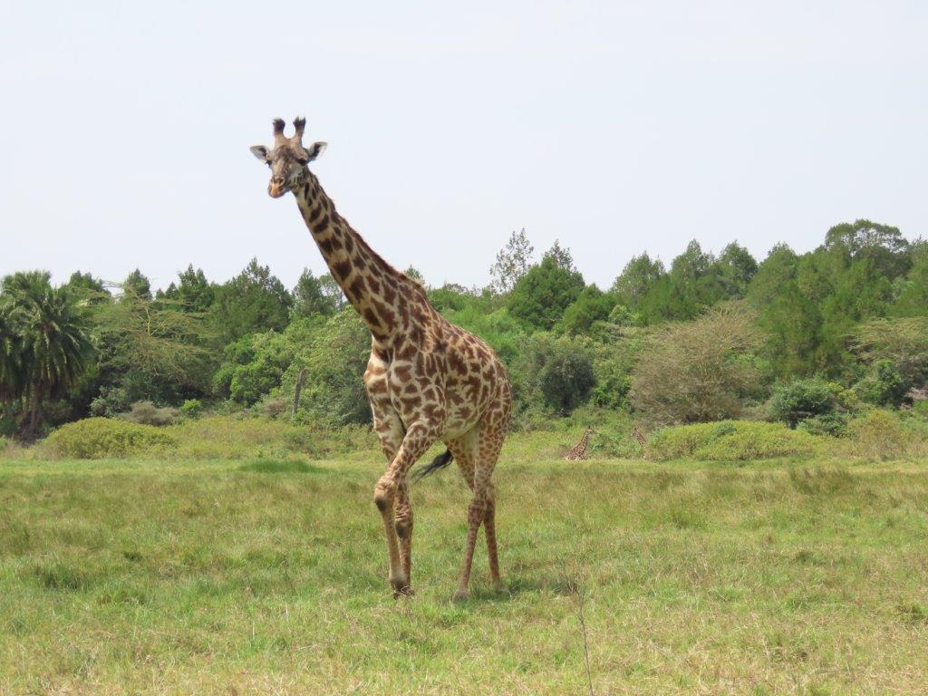 Giraffe in Arusha National Park