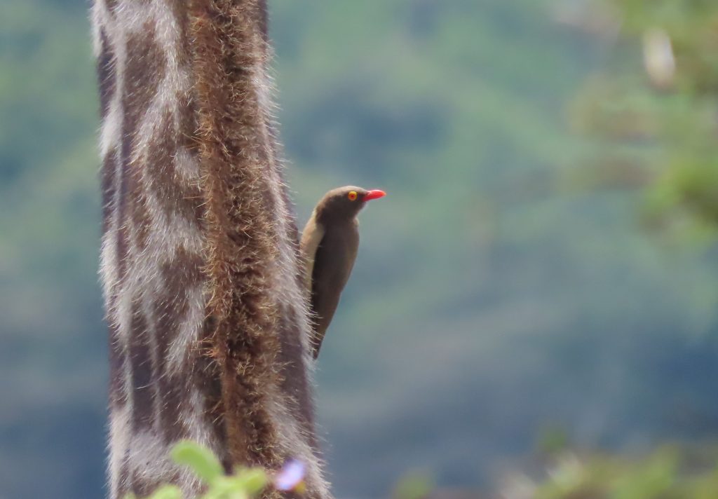Red-billed Oxpecker, perched on the neck of a giraffe