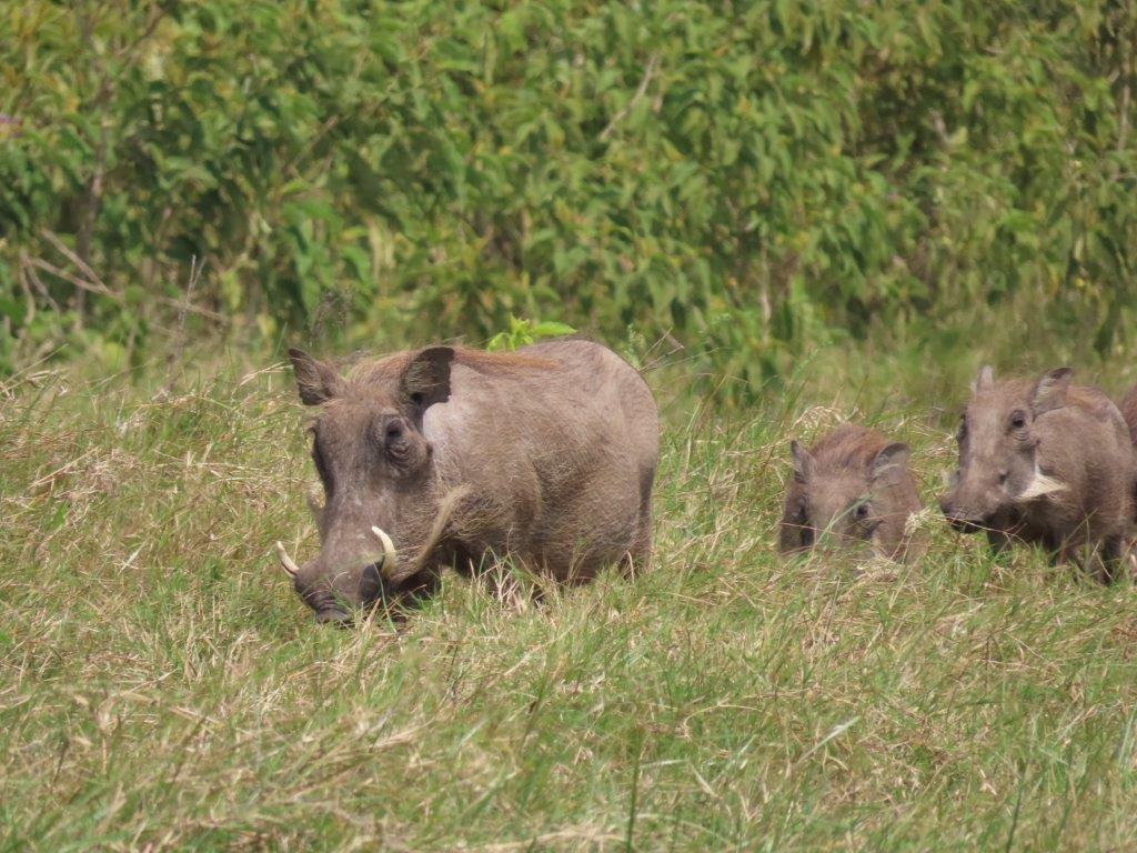 Mama and baby Warthog - the guides just called them "Pumba" from the Lion King movie