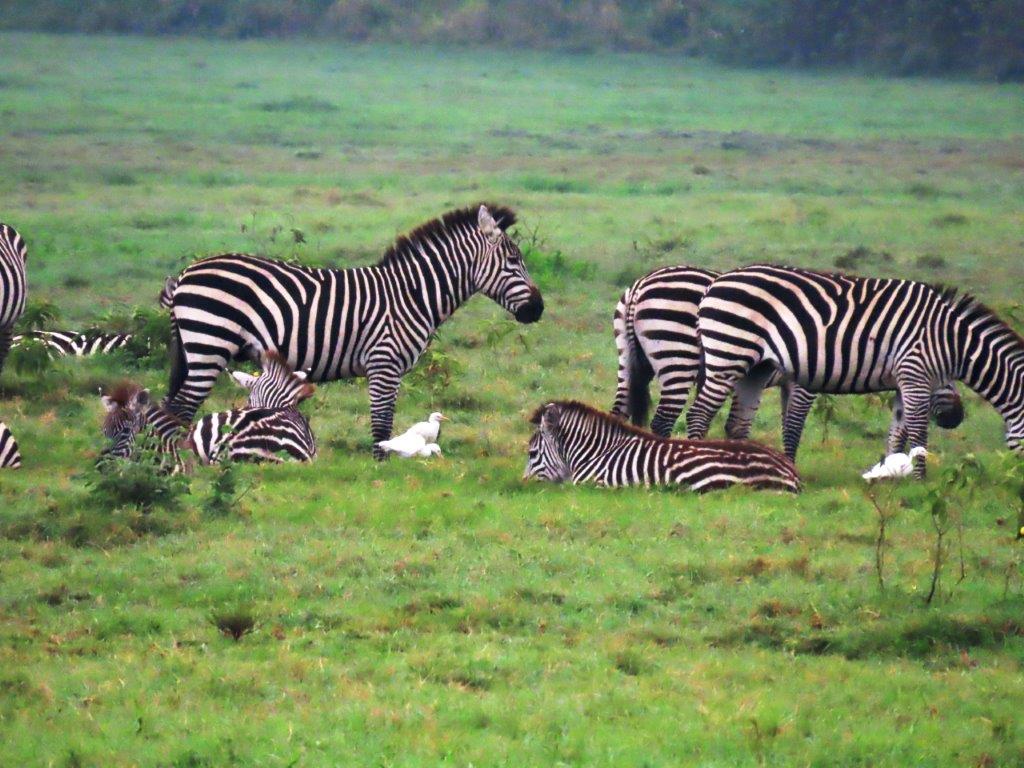 Our first Zebra sighting at Arusha National Park