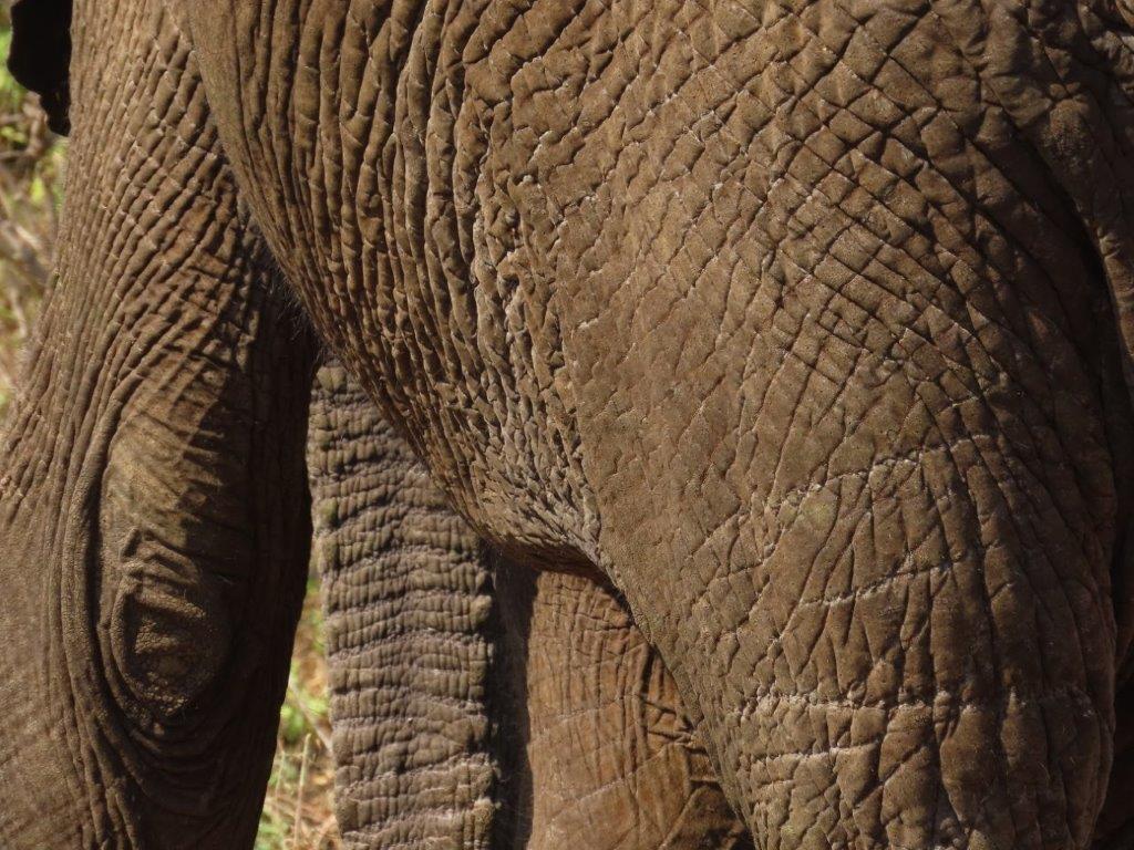 a close up of wrinkly elephant skin