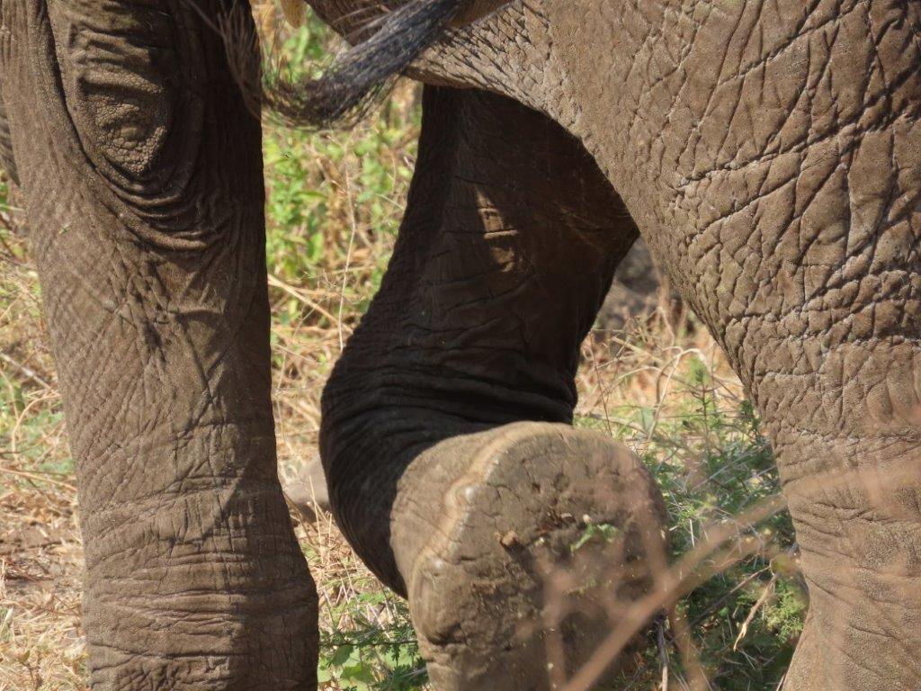 details on elephant feet