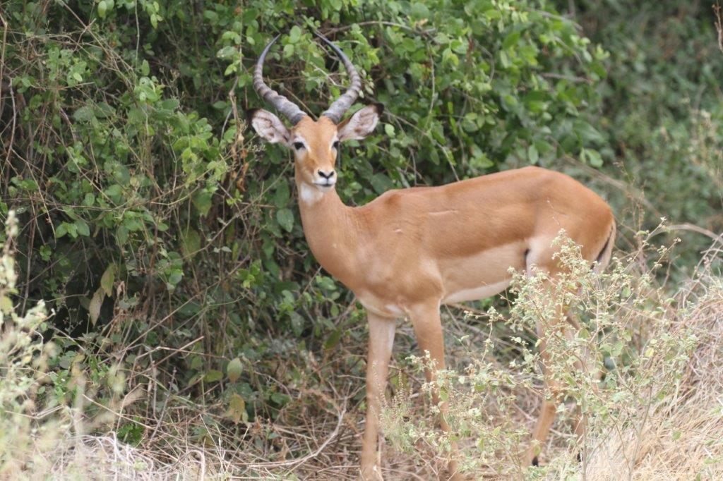 A majestic impala
