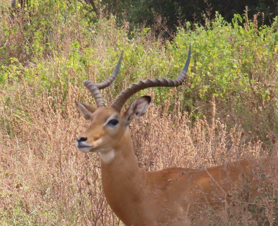 Majestic Impala with his beautifully curved antlers, seen in Lake Manyara National Park