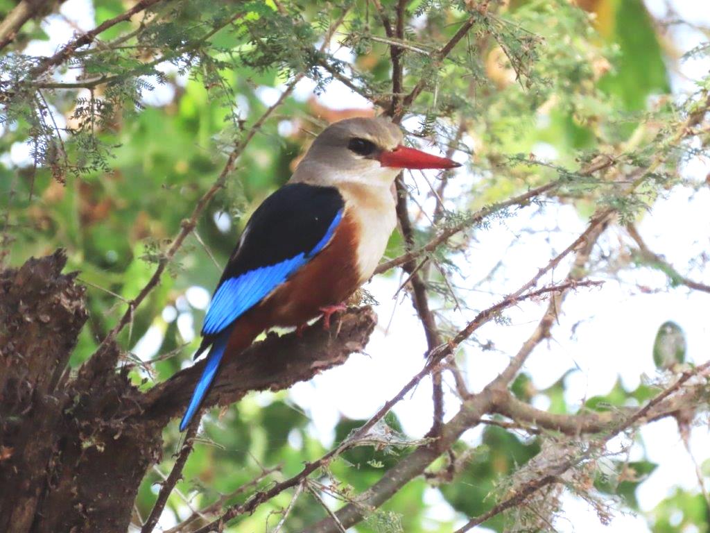 Gray-headed Kingfisher
