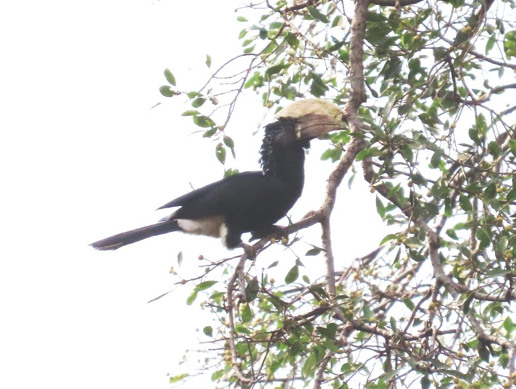 Silvery Cheeked Hornbill