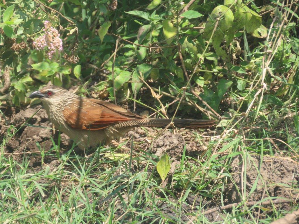 White-browed Coucal at Lake Manyara National Park