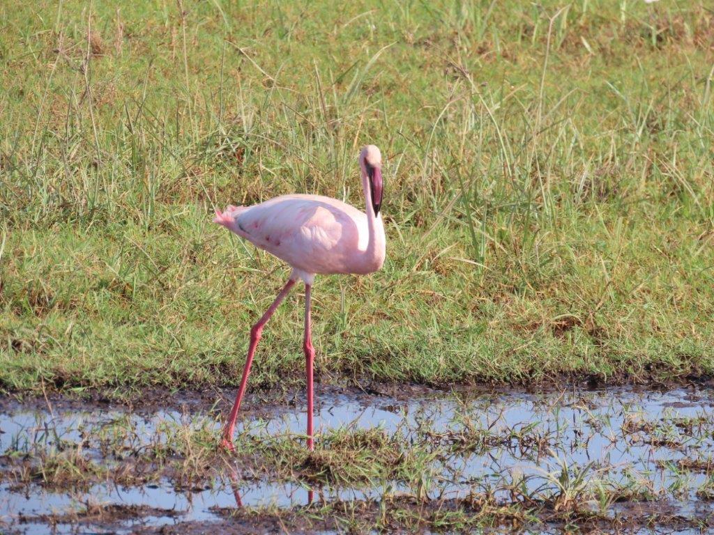 Lesser Flamingo