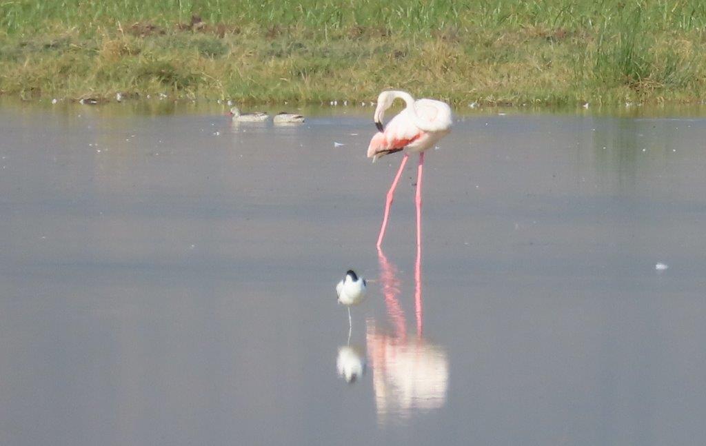 Greater Flamingo