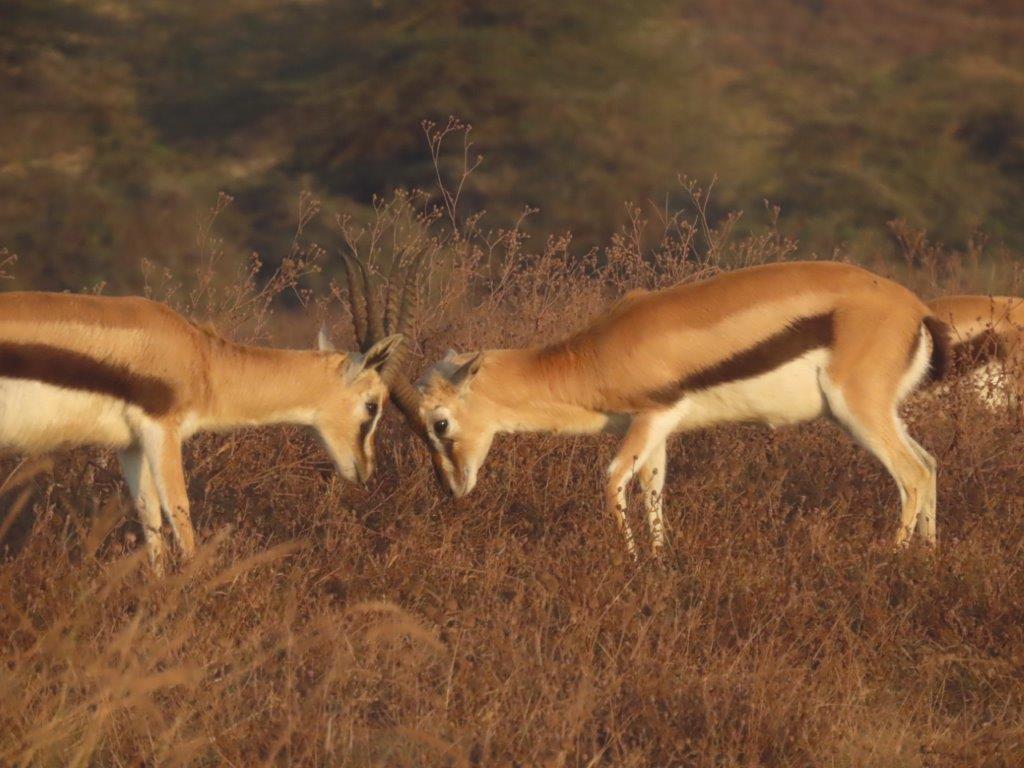 Thomsen's Gazelle, butting heads as they practice fighting