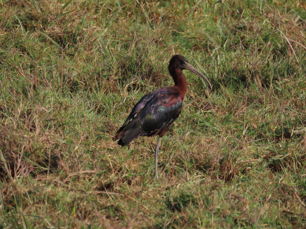 The Glossy Ibis