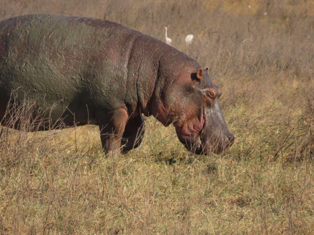 A large hippo, moving across the field in search of the grass he needs to fill his enormous stomach.