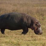 Rhino moving across the grass in the Ngorongoro Crater