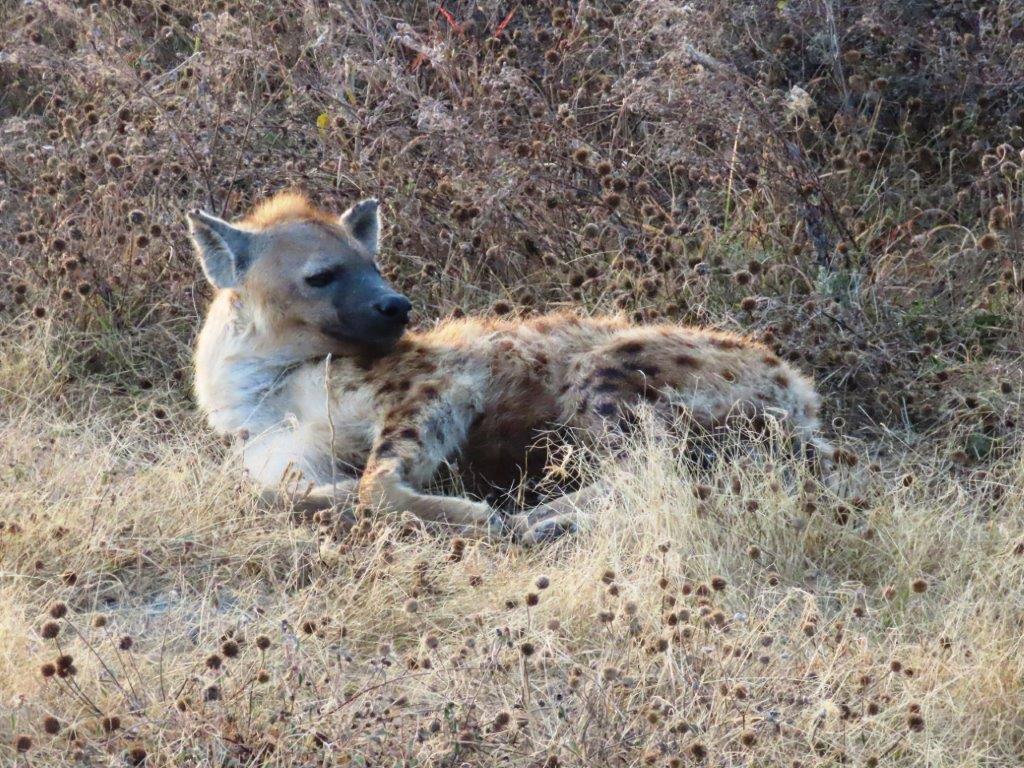 An African Hyena