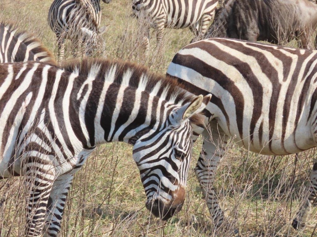 Zebras are the most popular animal in Tanzania to photograph