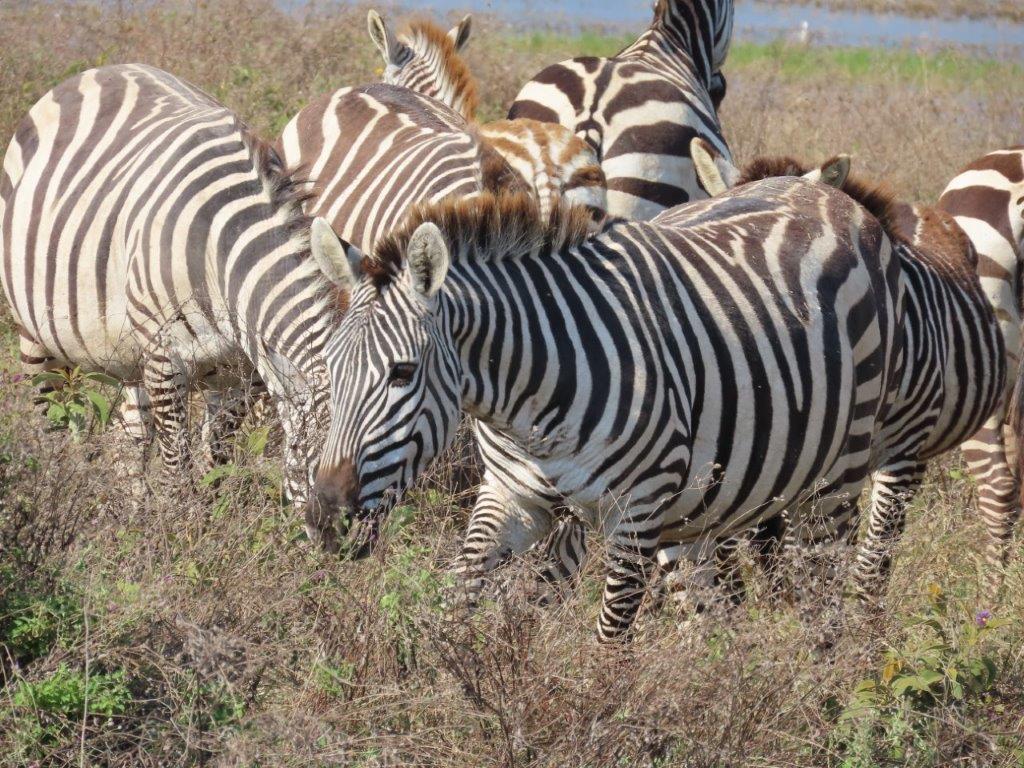 I love how the zebras stripes blend so you can't tell where one zebra starts and another ends.