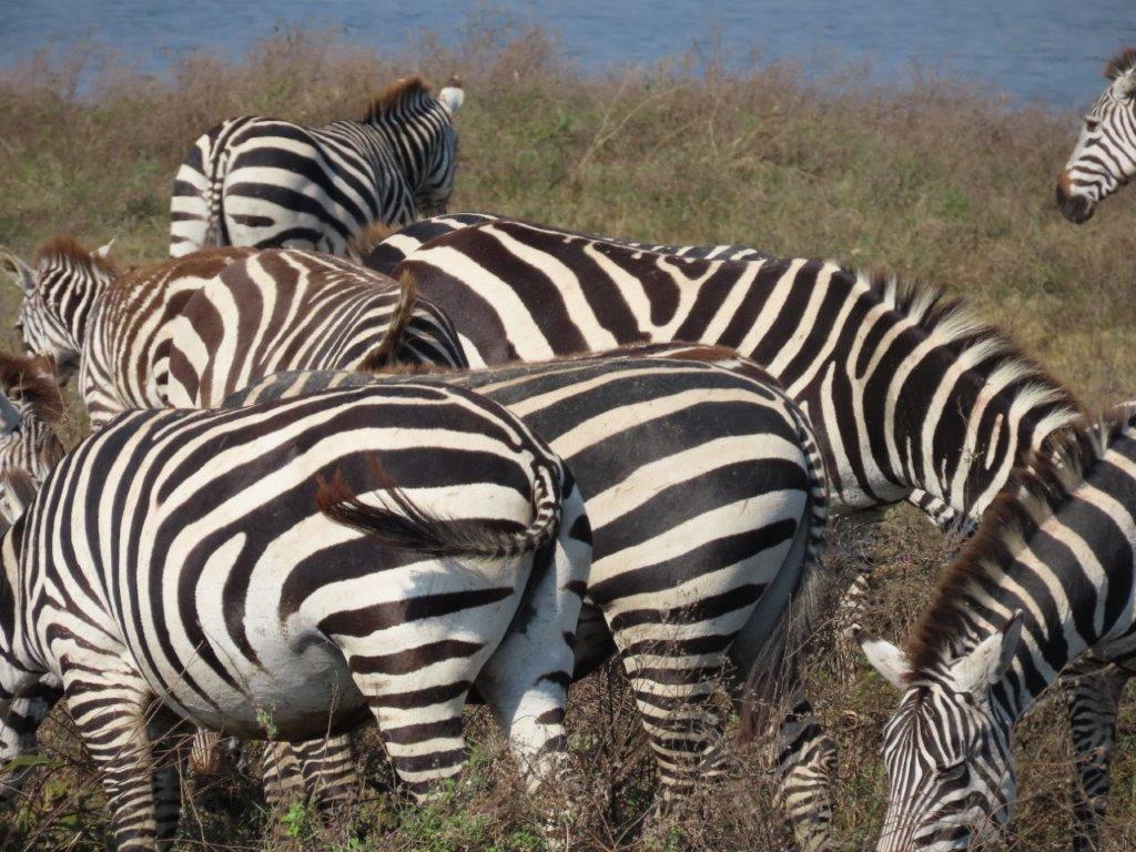 Look at the way their strips blend and weave together