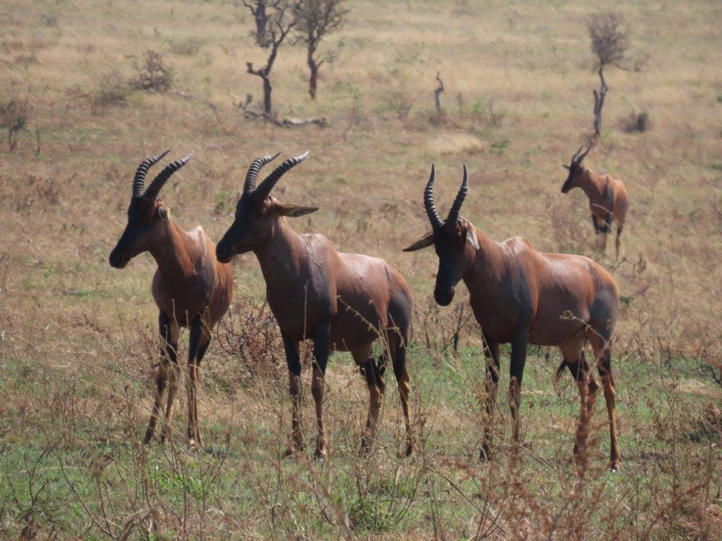 Set of 3 Topi Antelope in the Serengeti