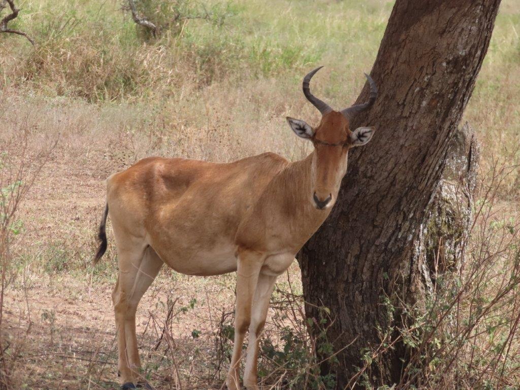 Coke's Hartebeest animal
