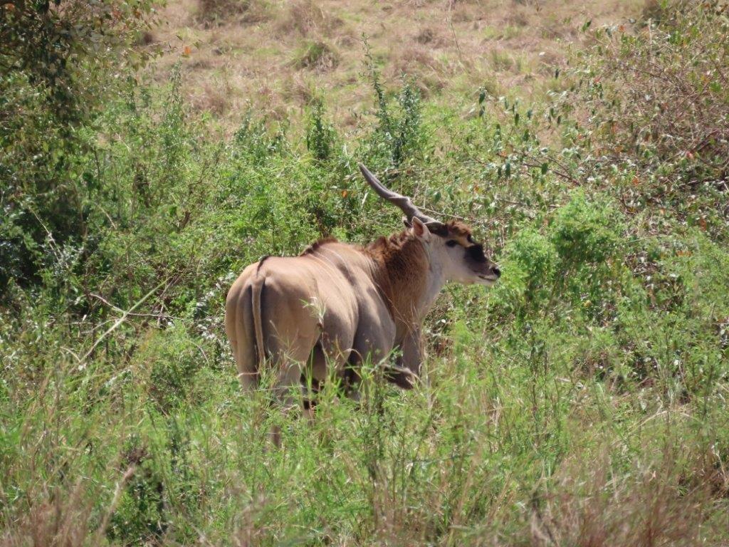 A Common Eland, on the Serengeti