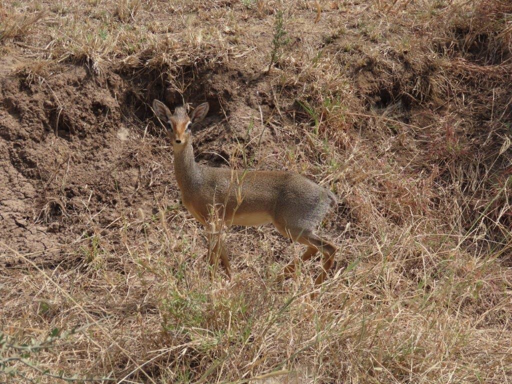 The Dik Dik is one of the smallest deer in the Serengeti