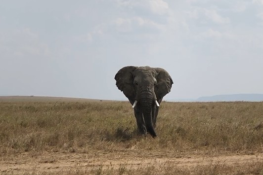 The Video of the elephant approaching. He trumpets to scare off the lions, then makes a turn right towards US!