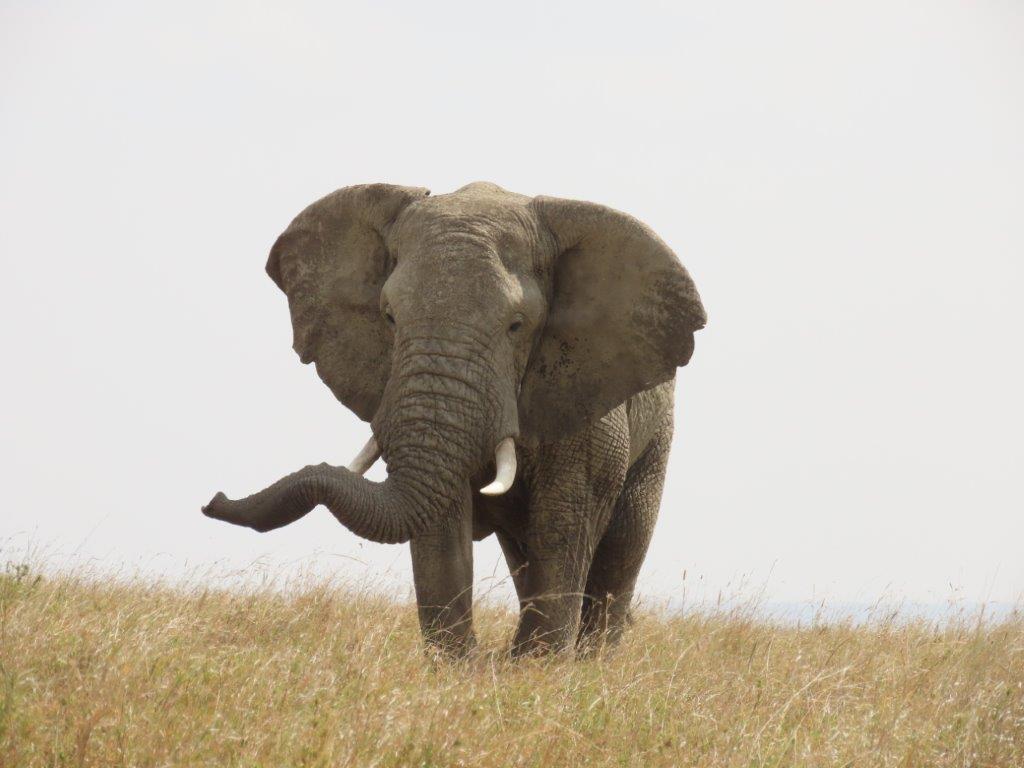 Elephant doing "trunk aerobics" as he stretches and bends it
