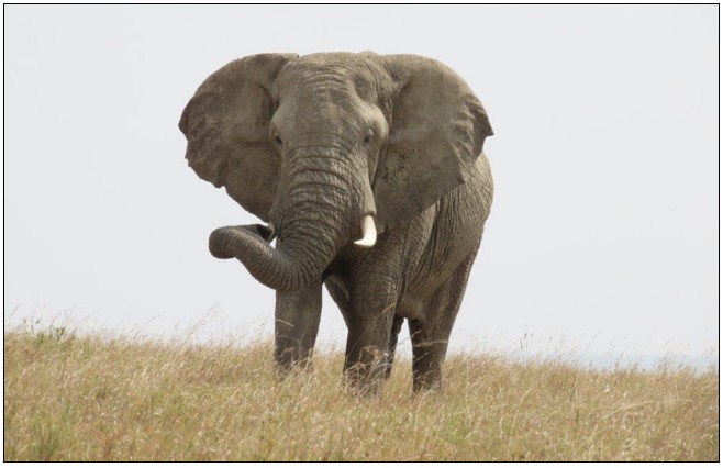 Enormous Elephant approaching across the grasslands of the Serengeti
