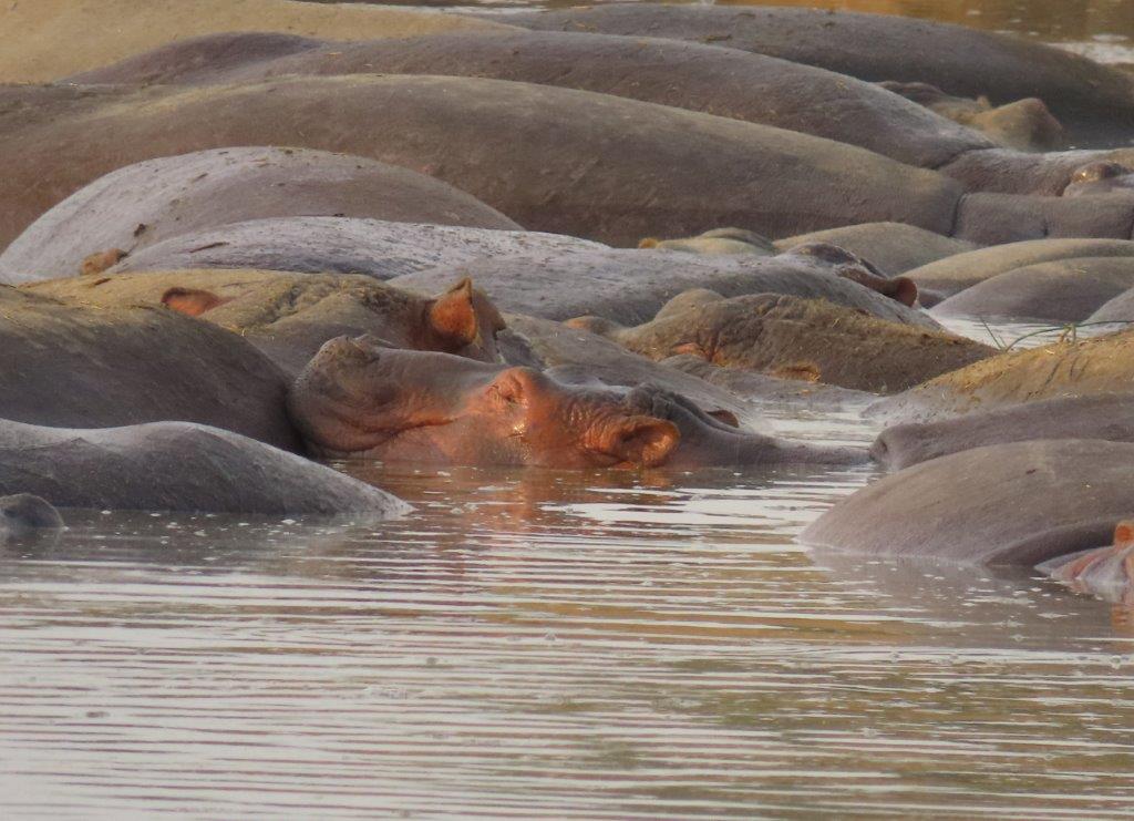 Hippo smiling at me from the river. He says now this is what a Tanzania Safari is really like!