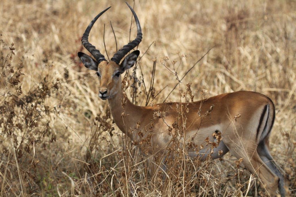 Impala of the Serengeti, looking towards us with big wide eyes and his curving antlers