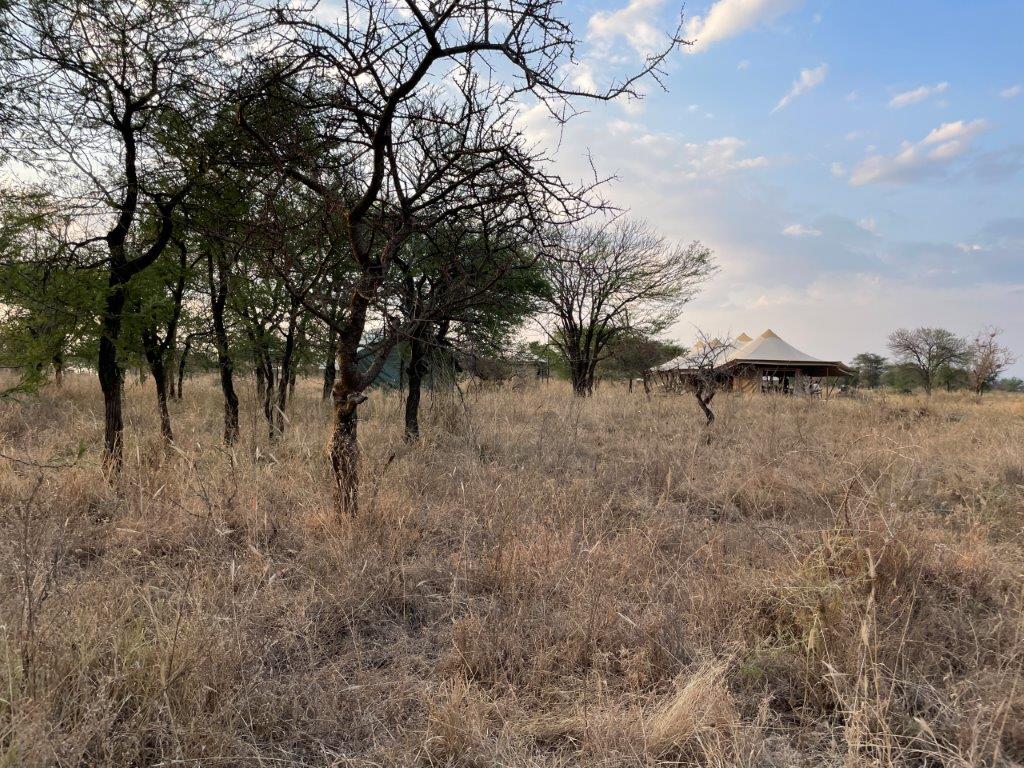 The tents at Intimate Camp - Seronera