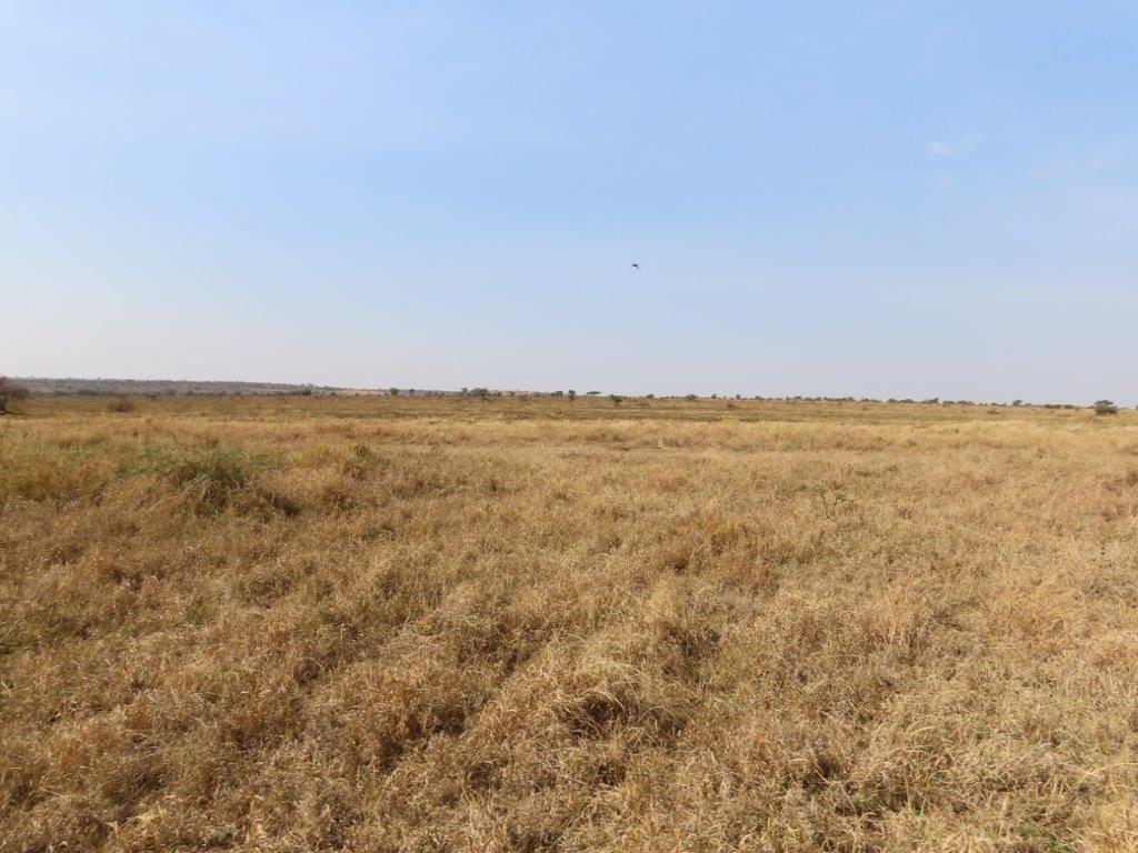 The landscape at Serengeti National Park - open and windy!
