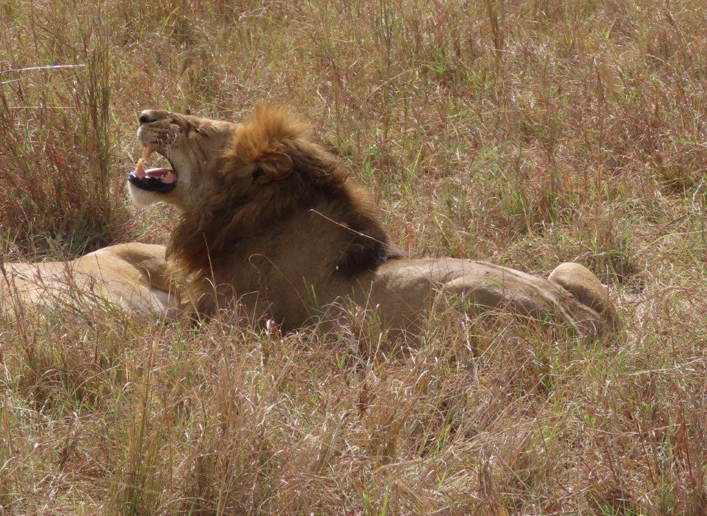 The male lion showing us his enormous teeth - Yikes!