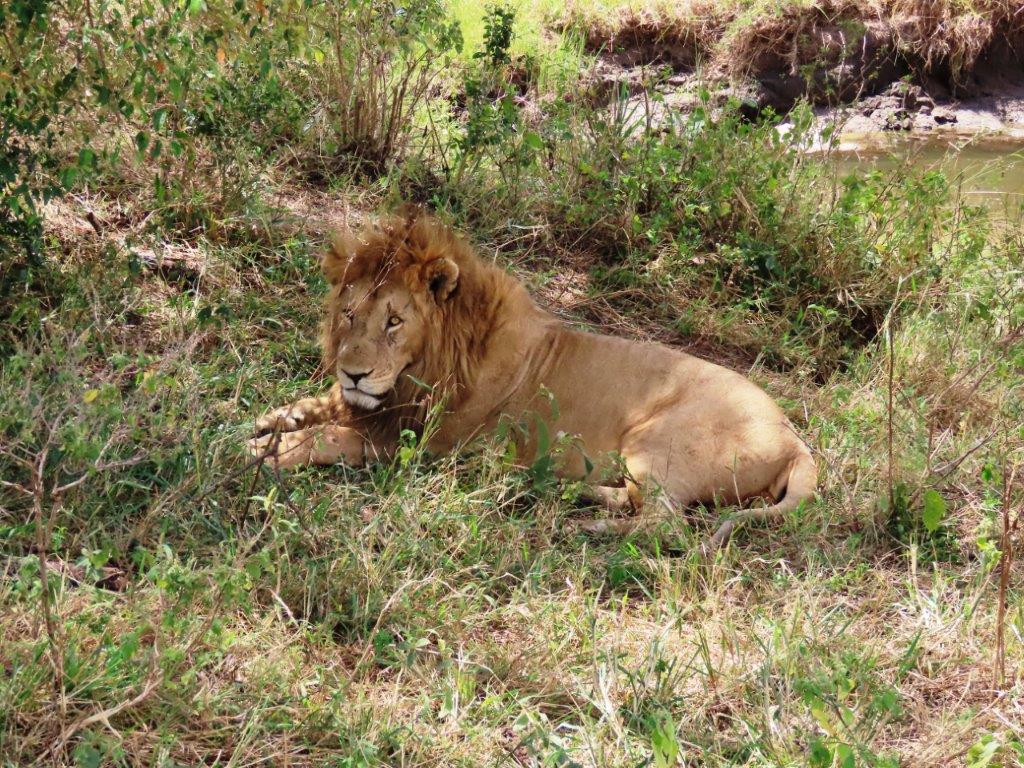 Now awake and alert, the lion relaxes under the tree