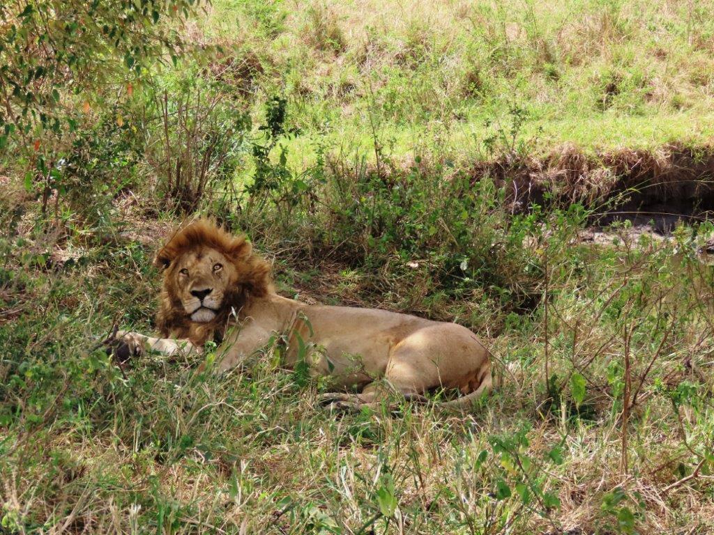 Male Lion raises his head to look at us